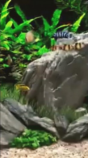 Dream Aquarium 4K 2 Hours 8 Aquarium Tanks for Relaxation