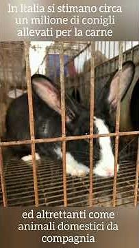 Conigli da carne del contadino.