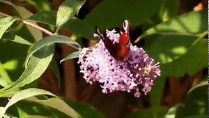 The Peacock butterfly. One of our species to watch out for this April! 🔎 🦋 Find out more 👉 https://butrfli.es/2LoRFS1 The Peacock's spectacular pattern of eyespots evolved to startle or confuse predators, make it one of the most easily recognized and best-known species. It is from these wing markings that the butterfly gained its common name. Undersides of the wings are very dark and look like dead leaves. A fairly large butterfly and a strong flyer. Although a familiar visitor to garden budd