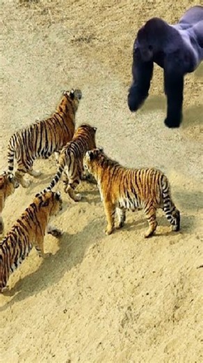 20 Funny Moments Of People Doing Hilarious Things Caught On Camera 👩vs🤵 | Talent World