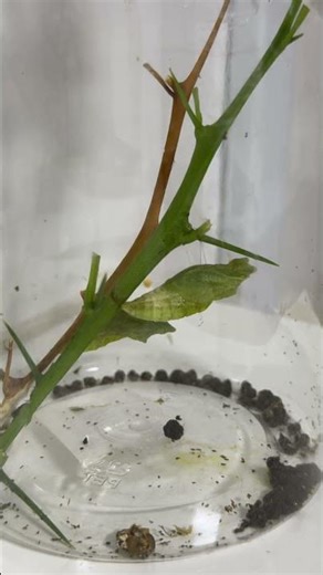 Tiny Transformation, Big Miracle from caterpillar to pupa (early age of a Butterfly)