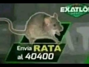 Envía rata al 40400