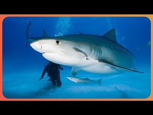 Diving With Deadly Tiger Sharks