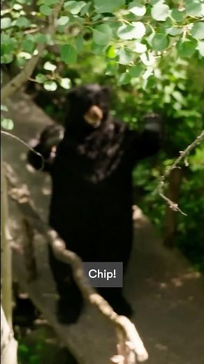 Is that a bear?! | Magnolia Network