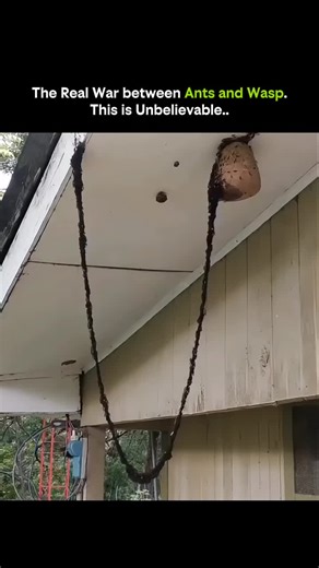 Education | Science | Facts on Instagram: "1. Micro Battlefield: On the ground, a full-scale war breaks out — ants vs. wasps. 2. Numbers vs. Power: Wasps have flight and stings. Ants have armies. 3. Team Tactics: Ants swarm, surround, and isolate their target. 4. Wasp Weapons: Sharp mandibles and venomous stings strike fast. 5. Ant Strategy: They go for the legs and wings — disable first, kill later. 6. Chemical Signals: Ants release pheromones that call in reinforcements instantly. 7. Relentles