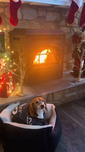Stewart the Eagles beagle says can he get a GO BIRDS?! #philadelphiaeagles #gobirds #beaglesoftiktok #saqounbarkley