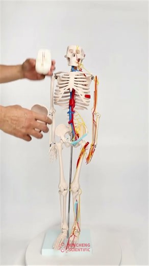 XC-102B 85cm Skeleton with Nerves and Blood Vessels