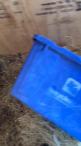 Lucky sucker today. I was gunna stomped it | Texas Chicken Ranch of De Leon