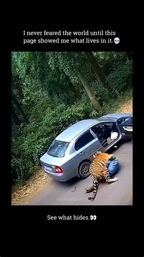 Unseen Biome on Instagram: "The Royal Bengal Tiger (Panthera tigris tigris) is the undisputed apex predator of the Indian subcontinent, built for silent dominance and lethal precision. A full-grown male can stretch over 10 feet from nose to tail, stand nearly 3.5 feet at the shoulder, and weigh 420–570 pounds. Massive, yet ghostlike, its striped coat dissolves into jungle shadows—making escape a myth before the attack even begins. Unlike predators that rely on pursuit, the tiger hunts alone, str
