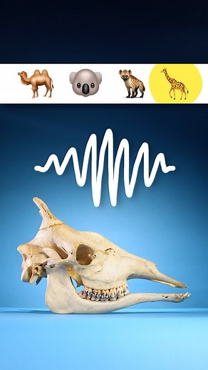 Odd Animal Specimens on Instagram: "What sound do giraffes make? Giraffes make a specific vocalization at night that sounds very unusual. In this video we compare a giraffe’s call to sounds that camels, koalas, and hyenas make. #animals #science #learnontiktok Specimen use made possible by: The University of Michigan Museum of Zoology"