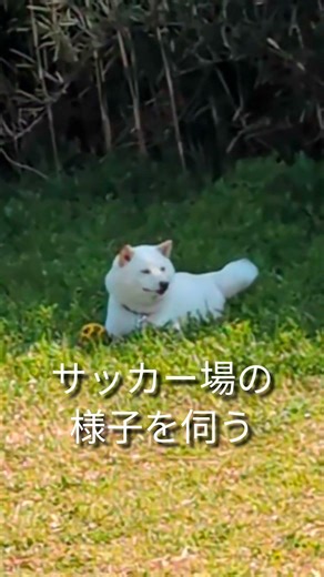 幸せそうな犬【白柴プップ】