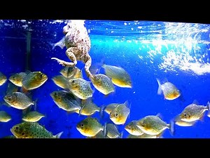 piranha fish vs frogs | live feeding piranha fish | warning live feeding