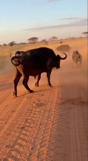 Buffalo vs Lion: The Ultimate Survival Battle! 🦬🦁 (High Click-Through Rate)