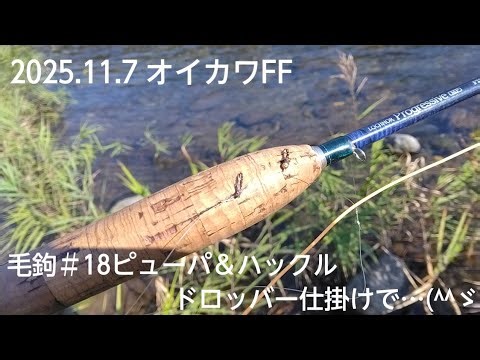 2025.11.7 Oikawa FF Fly #18 Pupa & Hackle Dropper Rig...(^^ゞ
