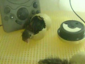 Partridge Egg Hatching