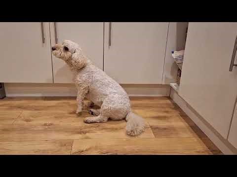 6 year old Cavapoochon with undiagnosed movement issues