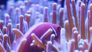 1.2K views · 74 reactions | Home sweet home.  Just like its orange cousin, the pink skunk clownfish has a symbiotic relationship with anemones. They aerate the water around the tentacle of their host, remove waste from its oral disc, and provide nitrogenous waste that the anemone uses as food. #AquariumofthePacific | Aquarium of the Pacific | Facebook