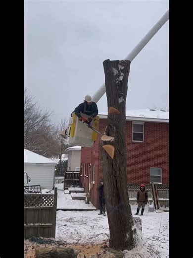 Taking Down a Huge Double Backyard Oak Between Two Houses! #Treework