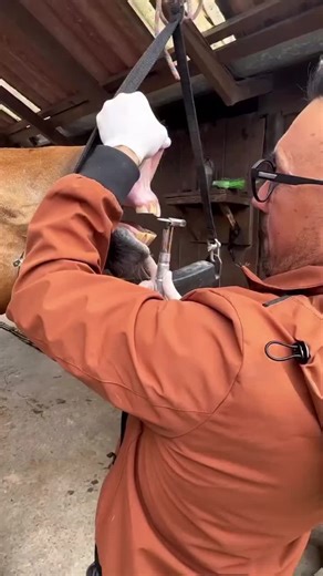 Understanding Why Horse Teeth Are Trimmed