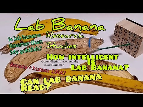 Lab Banana research studies - Part one.