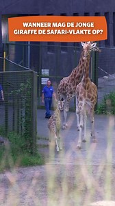 Wanneer mag de jonge giraffe de Safari-vlakte op? 🦒 Met onze jongste giraffe, inmiddels 5,5 maand oud, gaat het goed. Omdat dit jong door haar moeder niet geaccepteerd werd, is zij de afgelopen maanden door de dierverzorgers met de fles gevoerd. Dit is een van de redenen waarom het jong nu nog niet de vlakte op kan met de andere giraffen. Ze staat momenteel, samen met een aantal soortgenoten, in een aparte ren. Voordat ze de vlakte op mag, waar ze onder andere zebra’s, neushoorns en gnoes tegen