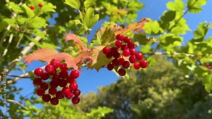 Red viburnum berries on a branch in the garden close up