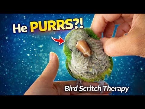 He PURRS When I Help His Pin Feathers 😍 (Quaker Parrot Scritches)