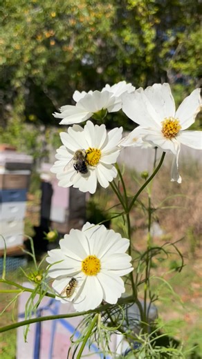 The last of fall blooms…. #beekeeper #honeybee #bumblebee #honey #flowers #fallflow #falldearth #bees #beefarm #apiary #apiculture | Bonac Bees | Facebook