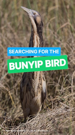 11 reactions | We participated in the @birdlifeoz Bittern Listening...