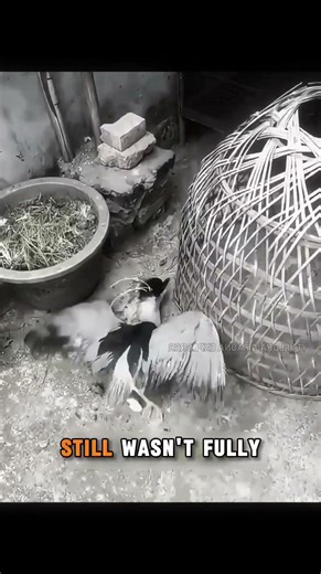 Man Saves an Injured Heron and Gives It a Second Chance at Life