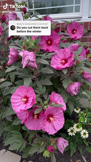 Tips for Pruning Your Hibiscus Plant