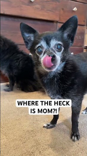 Where the Heck Is Mom?! (ORIGINAL) by Puppy Songs - Available on Spotify + Apple Music
