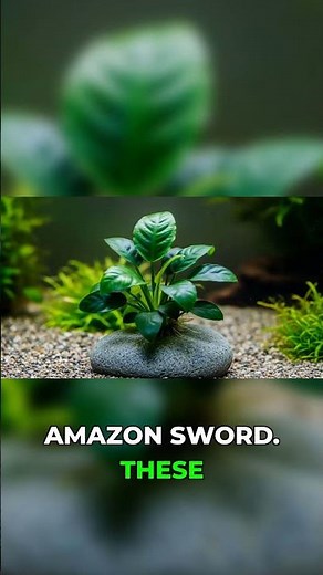 These Plants Actually Save Your Fish Tank #aquarium #plants #beginner
