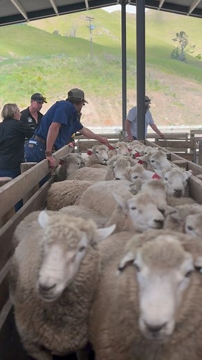 🐏 That’s a wrap on our Better Ram Buying workshops for 2025! Thanks Beef Lamb New Zealand Northern South Island and the two farms for hosting our final sessions in the beautiful Tasman and Marlborough. These interactive workshops are designed to give hands-on insights and practical takeaways that will give farmers the confidence to select, assess and manage rams that deliver results. Need a refresher or extra support? Try our online sheep genetics learning module: 👉 https://beeflambnz.com/know