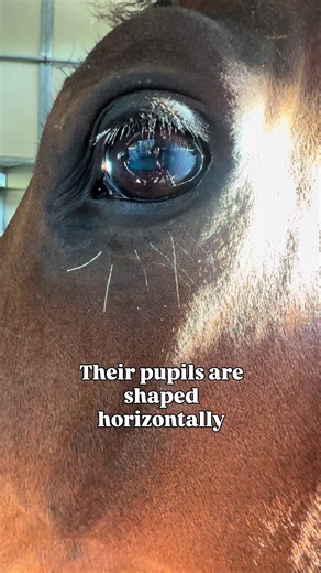 Discover the Fascinating Anatomy of a Horse's Eye