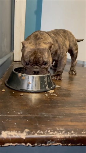 Big Girl🙊#spongebob #hiphop #rap #americanbully #icespice #pregnant #pregnancy #pregnantdog #viral