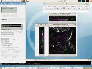Simple Neurite Tracer - fitting centres and filling
