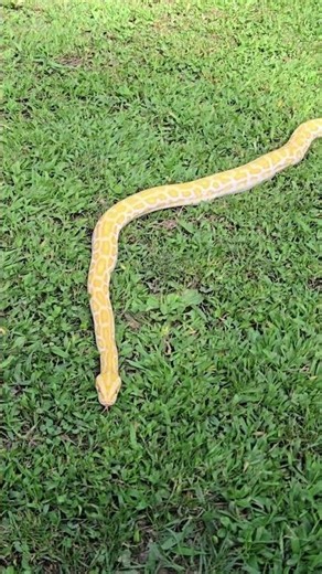 One Of The Most Beautiful Burmese Python 🐍