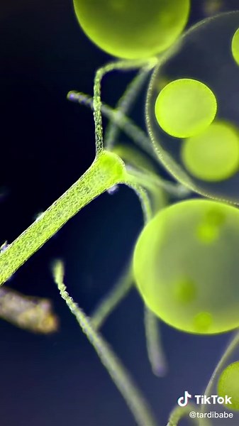 Hydras and Volvox: The Fascinating World of Freshwater Cnidarians