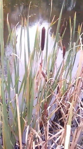 #Short - Bull Rushes. #talltreesnaturereserve #wildlife #nature #bullrushes #waterplants #rushes