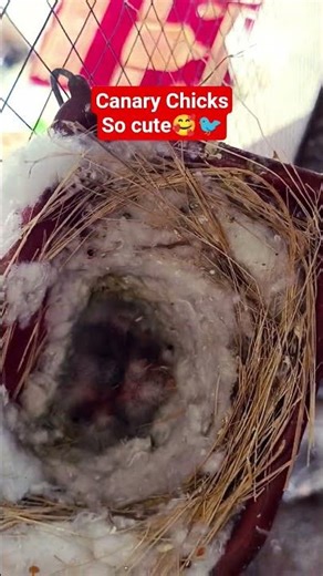 Mery Canary k bcchy colony Mai..buht hi cute hy..First time my canary hatched 3 beautiful chicks💪🍾🎉
