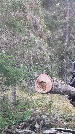Logging Process: Cutting Down a Thick Tree Trunk
