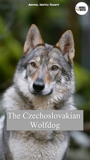 The Czechoslovakian Wolfdog (also known as the Czechoslovakian Vlcak) is not a recent “designer wolf mix.” It is a recognised working breed developed in 1955 in former Czechoslovakia. Here are the facts: • The breed began as a biological experiment led by Czech kynologist Karel Hartl, crossing German Shepherd Dogs with Carpathian wolves. • The goal: combine the trainability of the German Shepherd with the stamina, hardiness and sensory acuity of the wolf. • The initial wolf used was Brita, a fem