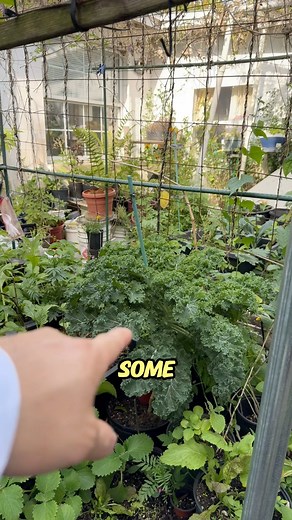 22K views · 491 reactions | Did you know there are different types of kale? | Judy Bao Garden | Facebook