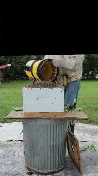 Releasing Bees