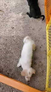 2.9K views · 141 reactions | FANTASY LITTER GOES HOME TOMORROW! They will be 8wks. old | Tails and Trails Rescue | Facebook