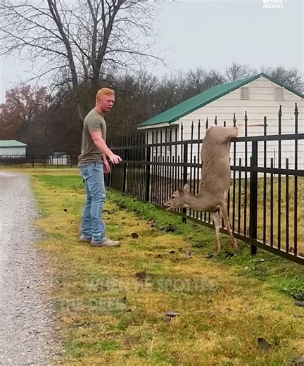 1.5K views · 43 reactions | He proved his strength, not just in muscle but in heart too  --퐅퐮퐥퐥 퐯퐢퐝퐞퐨 퐢퐧 퐜퐨퐦퐦퐞퐧퐭  | GIFs | Facebook