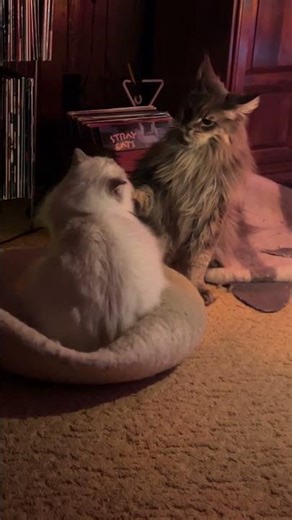 Ragdoll attacks Maine Coon - extended play time