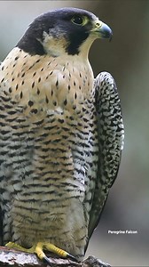 Incredible footage of the fastest animals on the planet