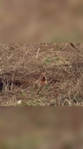 Wild Animals: The Predator and Prey Encounter